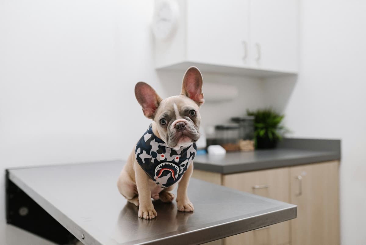 A small dog sitting on a veterinary examination table