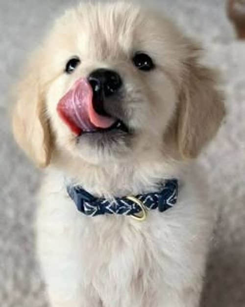 A golden retriever puppy sitting on a carpet, licking its nose